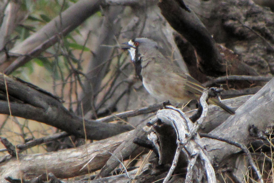 Crested Bellbird (Oreoica gutturalis)